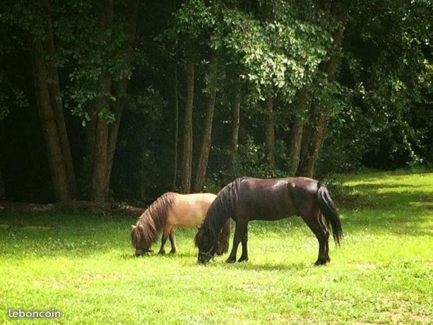 Bed and Breakfast Domaine Du Moulin Neuf Ambillou Esterno foto